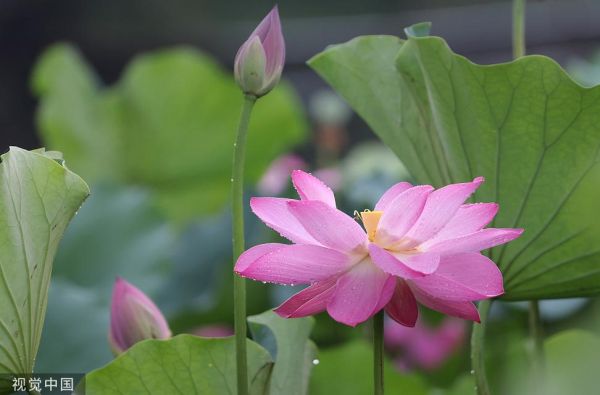 荷花图片大全大图_荷花高清壁纸怎么下载