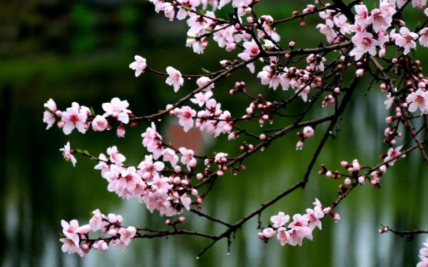 桃李图片大全_桃李如何区分