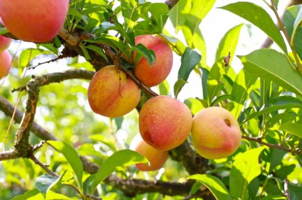 桃李图片大全_桃李如何区分