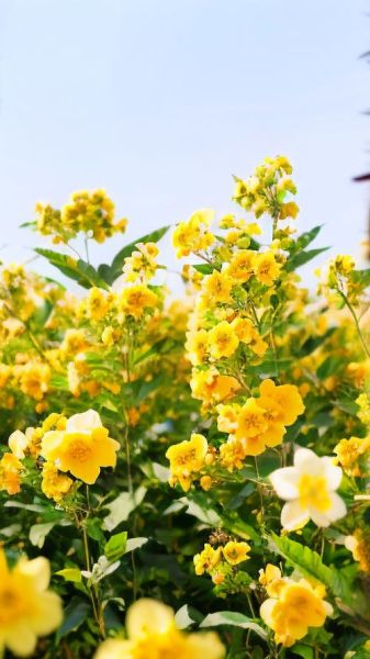 迎春花图片大全_迎春花什么时候开