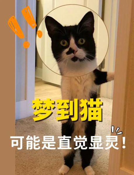 梦到一群猫是什么意思_猫群梦境解析