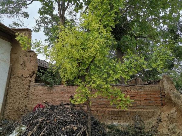 梦到枣树是什么意思_梦见枣树结果好不好