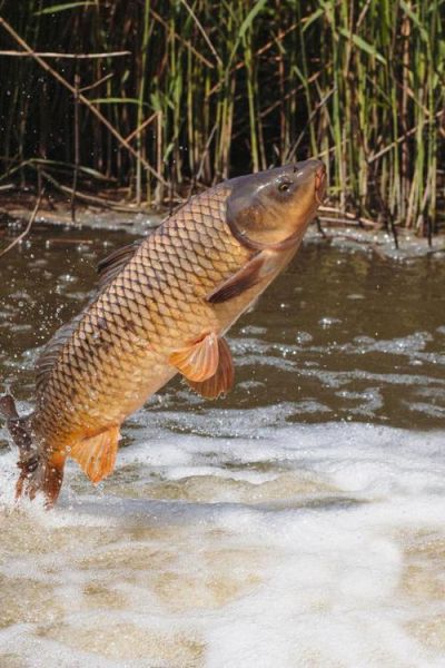 鲤鱼图片大全大图_高清鲤鱼照片哪里找