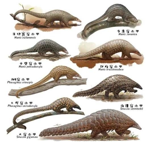 梦到穿山甲是什么意思_穿山甲梦境解析