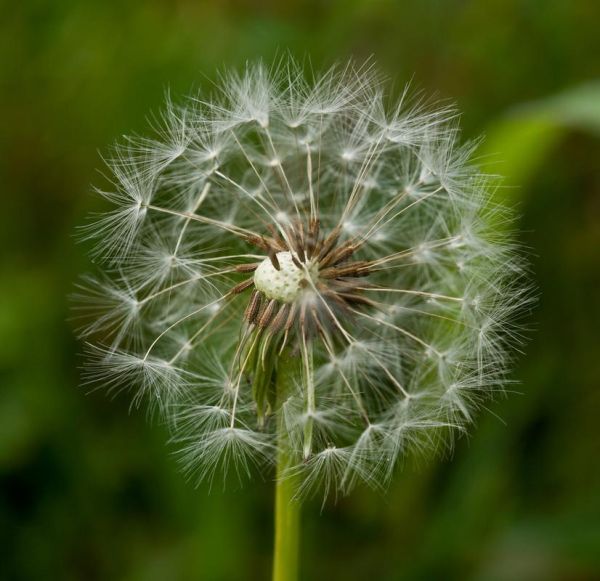 蒲公英照片大全图片_如何拍出唯美蒲公英特写