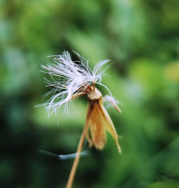 蒲公英照片大全图片_如何拍出唯美蒲公英特写
