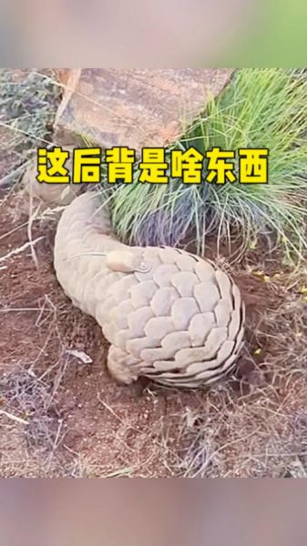 梦到穿山甲是什么意思_穿山甲梦境解析