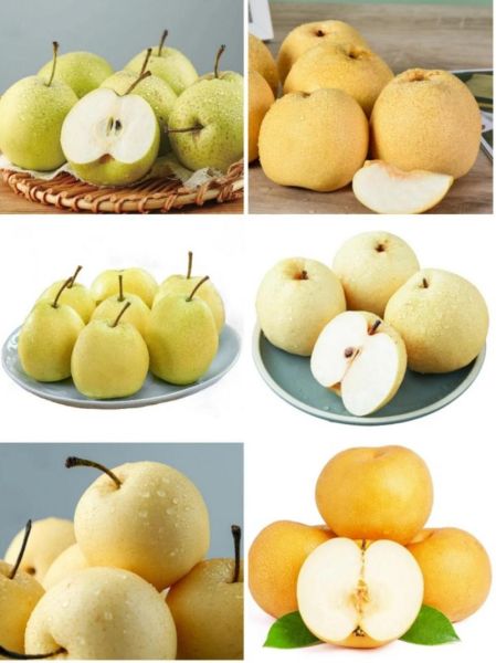 梨子图片大全大图_哪里找高清无水印