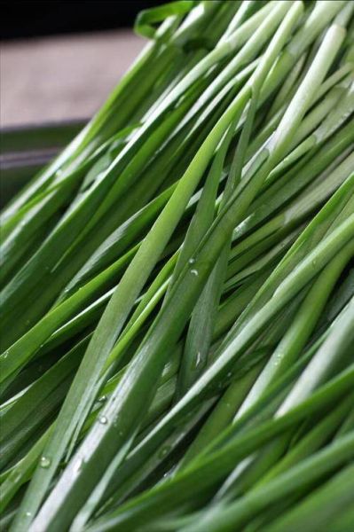 韭菜图片大全大图_韭菜高清图鉴