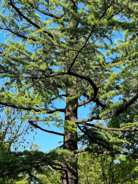 树的图片大全_哪些树种最值得收藏