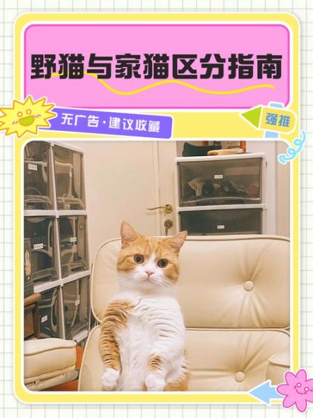 野猫图片大全_野猫和流浪猫怎么区分