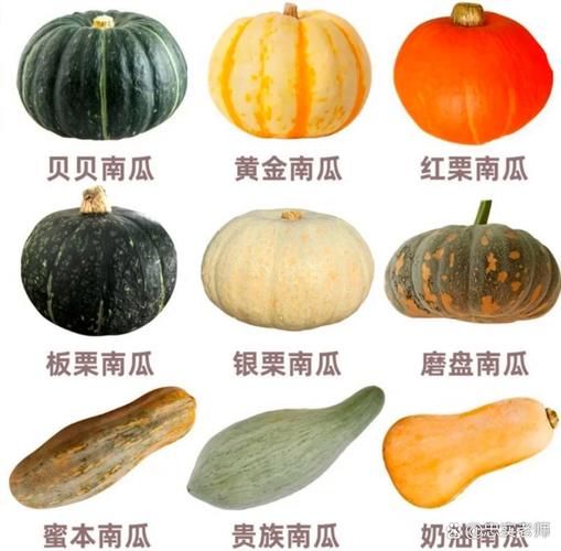 南瓜图片大全大图_南瓜品种高清图鉴