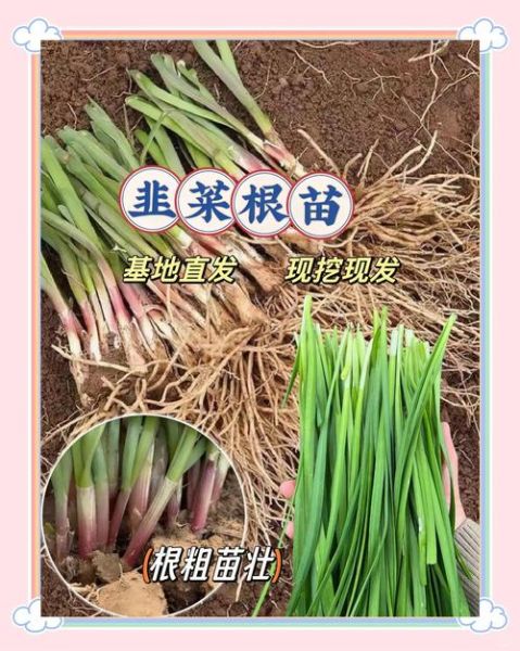 梦到买韭菜是什么意思_韭菜梦境解析