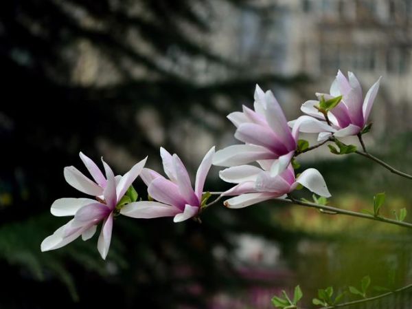 玉兰花图片大全_如何拍摄高清玉兰花