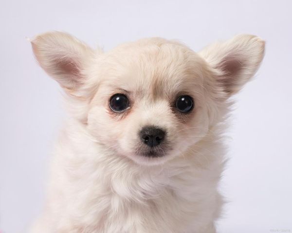 各种狗图片大全大图_高清大图哪里找