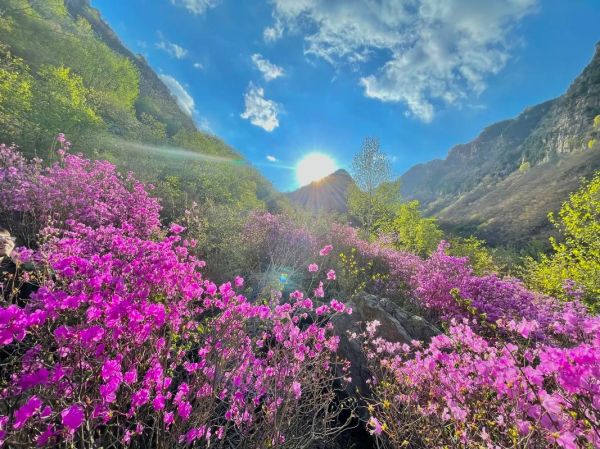 山花图片大全_如何拍摄山花最美
