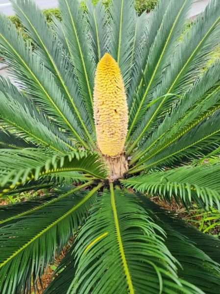 梦到铁树开花是什么意思_铁树开花梦境解析