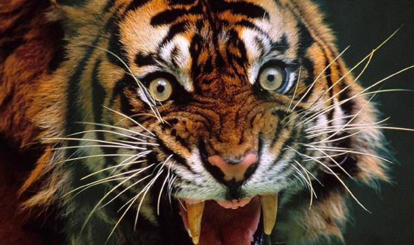 虎的图片大全大图_高清壁纸哪里找