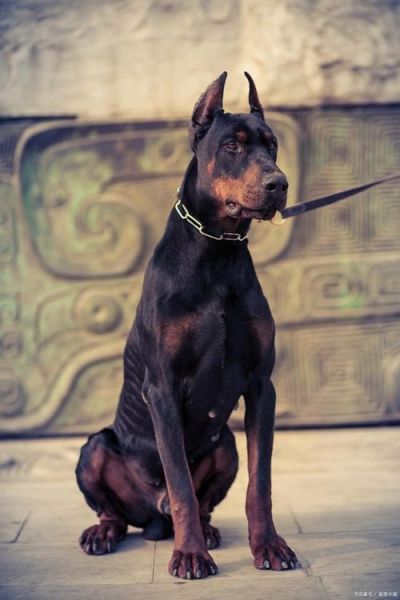 大型狗图片大全_适合家养的大型犬有哪些