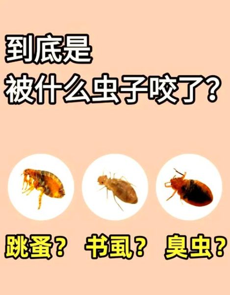 梦到虫子咬是什么预兆_梦见虫子咬自己怎么办