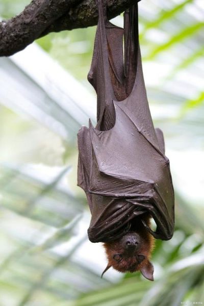 蝙蝠的图片大全_蝙蝠有哪些种类