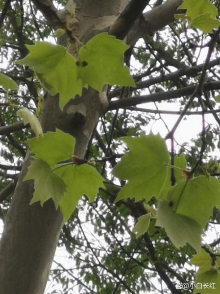 梧桐树图片大全_梧桐树长什么样子