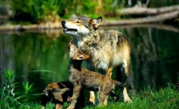 梦到两只狼是什么意思_狼在梦里代表什么