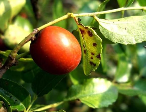 梦到好多枣是什么意思_梦见红枣周公解梦