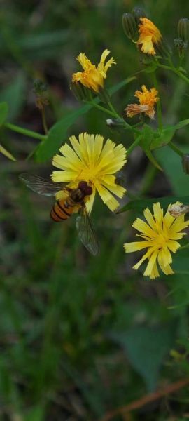 小蜜蜂图片大全_高清壁纸哪里找