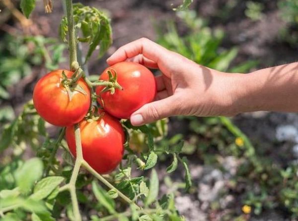 梦到吃西红柿是什么意思_西红柿梦境解析