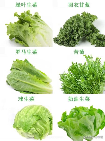 生菜图片大全_生菜品种怎么区分