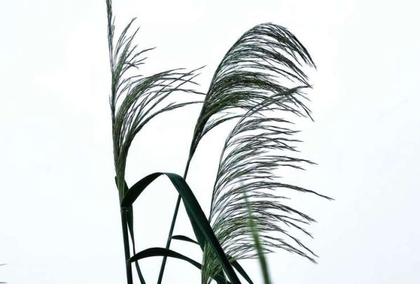 芦苇图片大全_如何拍摄出诗意芦苇