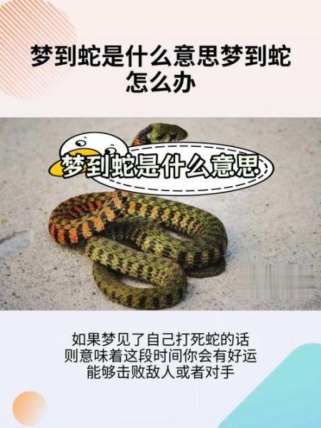 梦到蛇和蜈蚣是什么意思_梦到蛇和蜈蚣的吉凶预兆