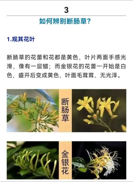 断肠草图片大全_如何辨别真假断肠草