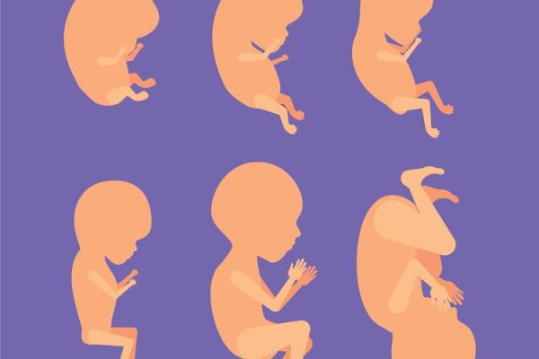 怀孕三个月宝宝有多大图片_怀孕三个月胎儿发育图怎么看