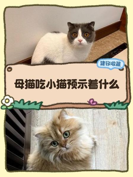 梦到吃猫是什么意思_梦到吃猫预示着什么
