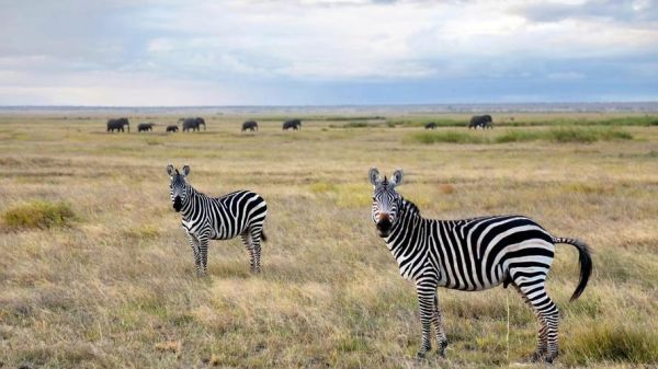动物世界图片大全_如何拍摄野生动物高清图
