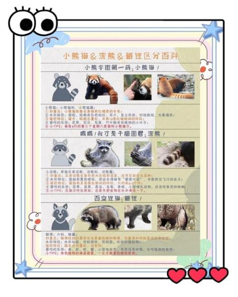 小熊猫图片大全_如何分辨小熊猫与浣熊