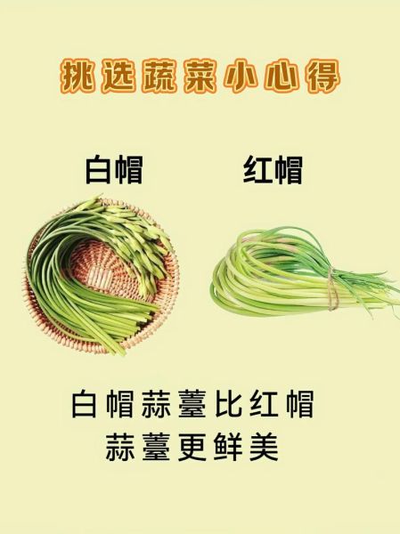 菜图片大全_如何挑选高清素材