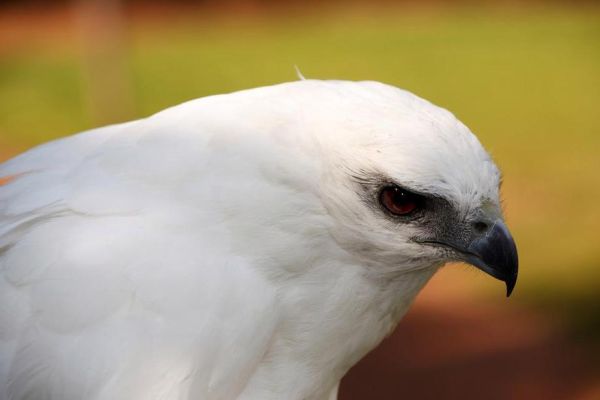 梦到鹰是什么意思_梦到鹰的吉凶预兆