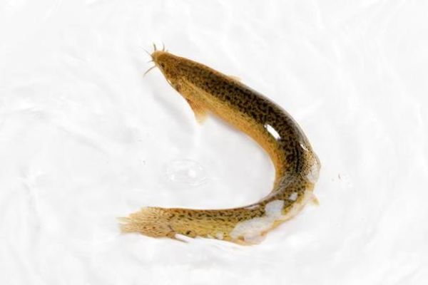 梦到很多泥鳅是什么意思_泥鳅梦境预示什么