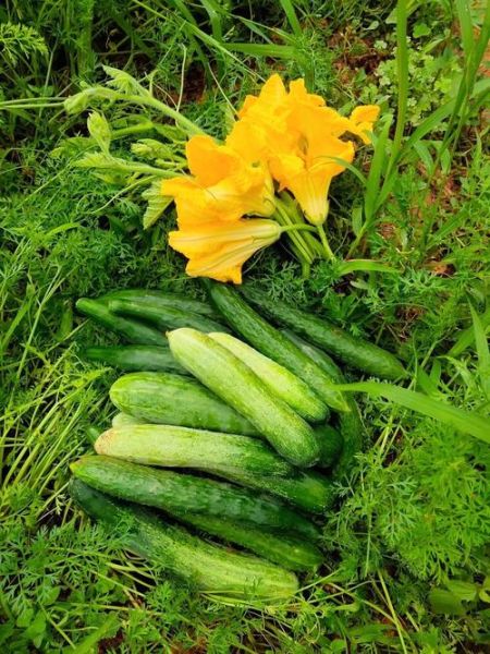 梦到摘瓜是什么意思_梦见摘瓜是吉兆吗