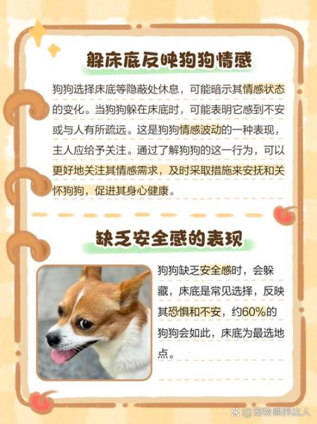 梦到宠物死了是什么意思_如何缓解梦境焦虑