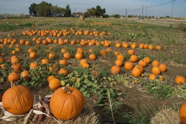 梦到摘瓜是什么意思_梦见摘瓜是吉兆吗