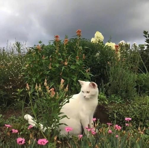 微信背景墙图片大全_如何挑选不撞款