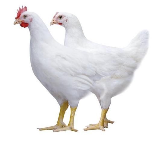 梦到养鸡是什么意思_梦见养鸡预示什么