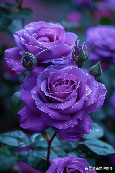 紫玫瑰图片大全大图_紫玫瑰高清壁纸哪里找