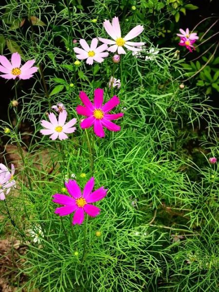 夏花图片大全哪里找_如何拍摄夏花特写