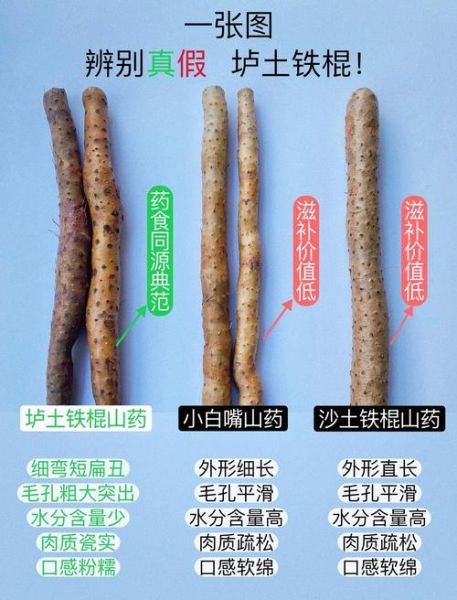 山药图片大全大图_如何挑选优质山药
