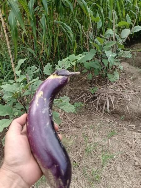 梦到摘茄子是什么意思_孕妇梦见摘茄子好不好